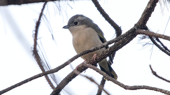 Blyth's shrike-babbler (Pteruthius aeralatus) Female