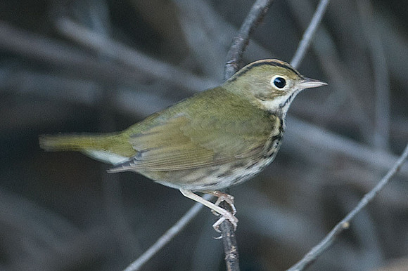 Ovenbird (Seiurus aurocapillus)