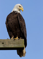 Bald Eagle (Haliaeetus leucocephalus)