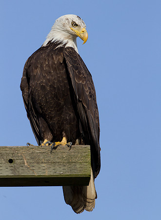 Bald Eagle (Haliaeetus leucocephalus)