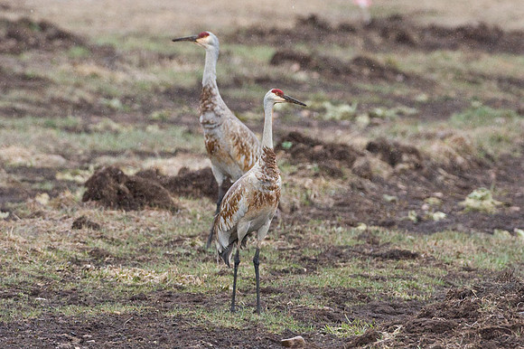 Sandhill Crane (Grus canadensis)