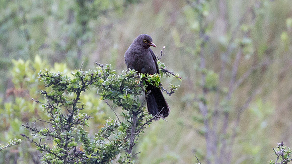 Great Thrush (Turdus fuscater)