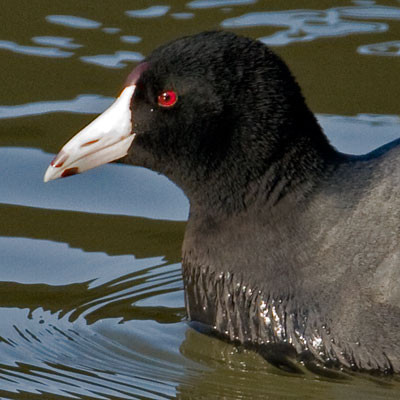 American Coot (Fulica americana)