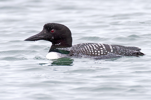 Great Northern Loon (Gavia immer) also known as Common Loon or Great Northern Diver
