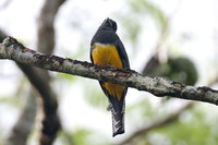 Violaceous Trogon (Trogon violaceus) female