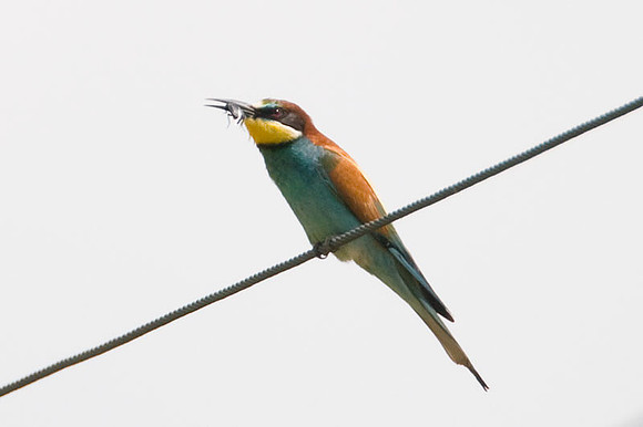 European Bee-eater (Merops apiaster)