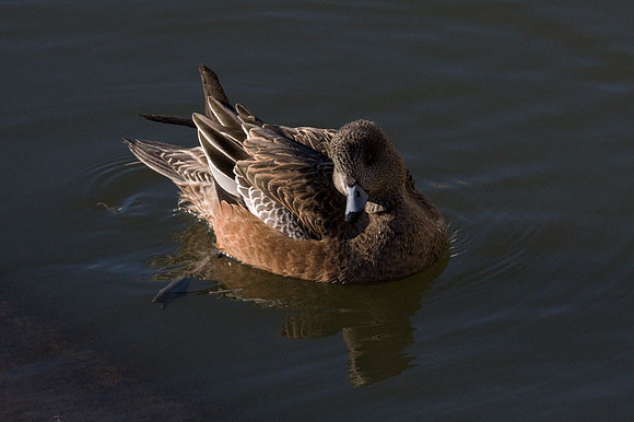 American Wigeon (Anas americana) female; also known as American Widgeon, Baldpate