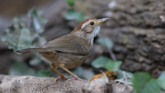 Puff-throated babbler  (Pellorneum ruficeps)
