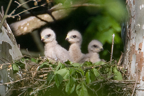 Red-shouldered Hawk (Buteo lineatus) chicks
