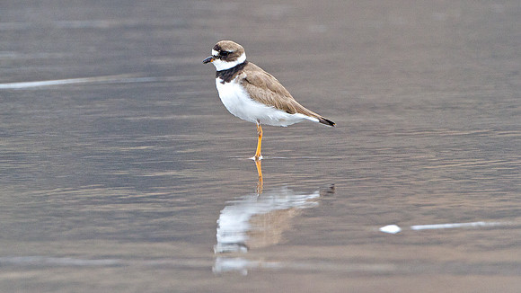 Semipalmated Sandpiper (Calidris pusilla)