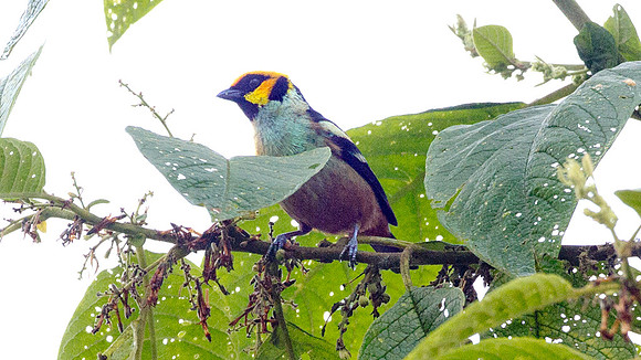 Flame-faced Tanager (Tangara parzudakii)