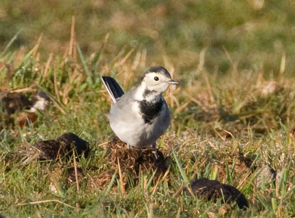 White Wagtail (Motacilla alba) juvenile male
