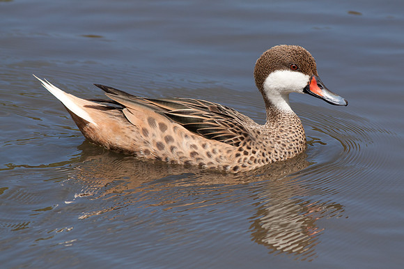 White cheeked Pintail (Anas bahamensis)