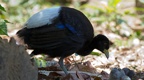 Pale-winged Trumpeter (Psophia leucoptera)