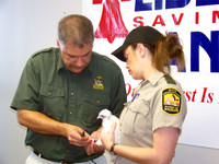 Peregrine Falcon (Falco peregrinus) chick