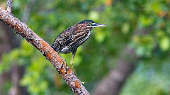 Green Heron (Butorides virescens)