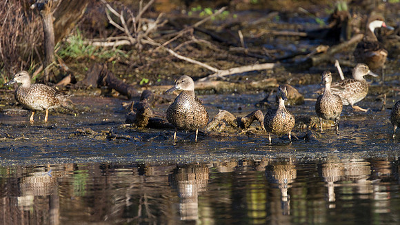 White-cheeked Pintail (Anas bahamensis) Blue-winged Teal (Anas discors)