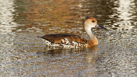 West Indian Whistling Duck (Dendrocygna arborea) also known as Black-billed Whistling Duck, Cuban Whistling Duck