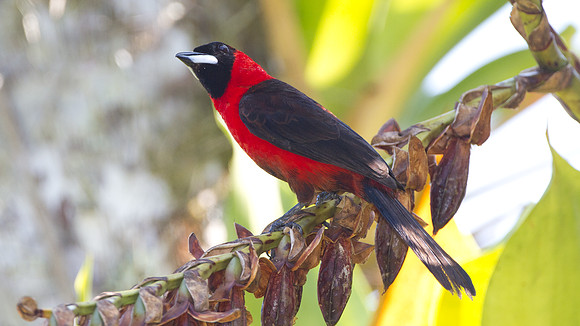 Masked Crimson Tanager (Ramphocelus nigrogularis)