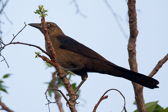 Great-tailed Grackle (Quiscalus mexicanus) female