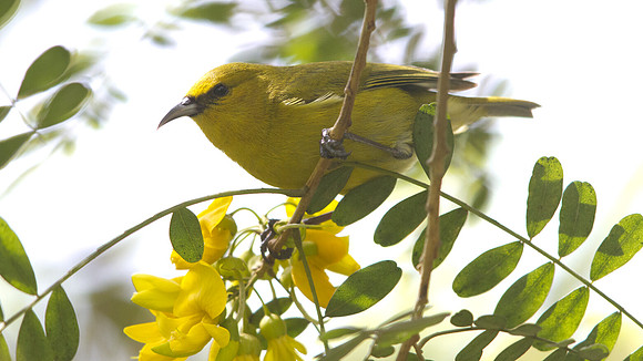 Hawaiʻi ʻAmakihi (Hemignathus virens)