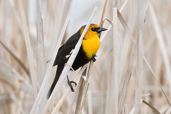 Yellow-headed Blackbird (Xanthocephalus xanthocephalus)