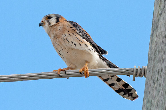American Kestrel (Falco sparverius)