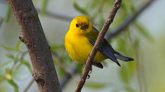 Prothonotary Warbler (Protonotaria citrea)