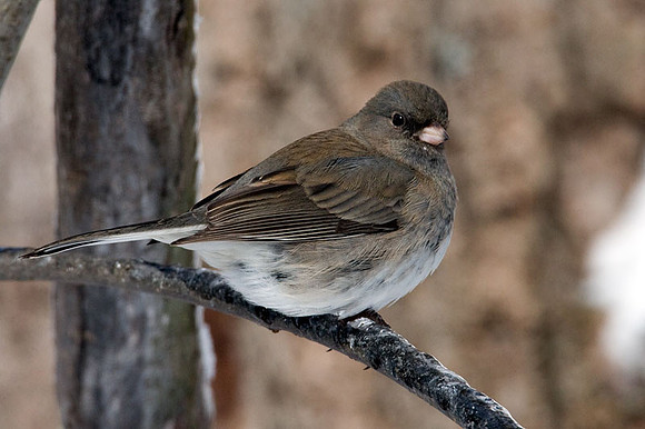 Dark-eyed Junco (Junco hyemalis)