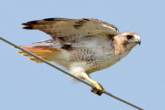 Red-tailed Hawk (Buteo jamaicensis)