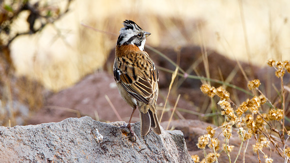 Rufous-collared Sparrow (Zonotrichia capensis)
