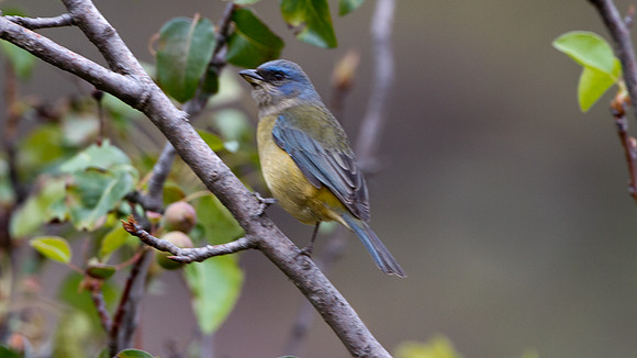 Blue-and-yellow Tanager (Thraupis bonariensis)