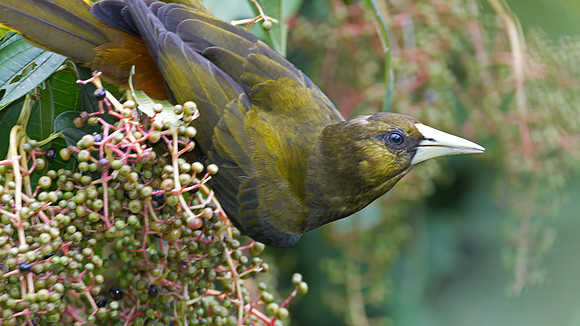 Dusky-green Oropendola (Psarocolius atrovirens)