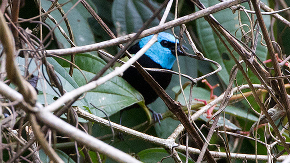 Blue-necked Tanager (Tangara cyanicollis)