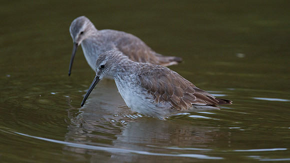 Stilt Sandpiper (Calidris himantopus)
