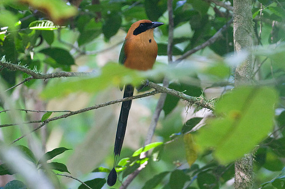 Rufous Motmot (Baryphthengus martii)