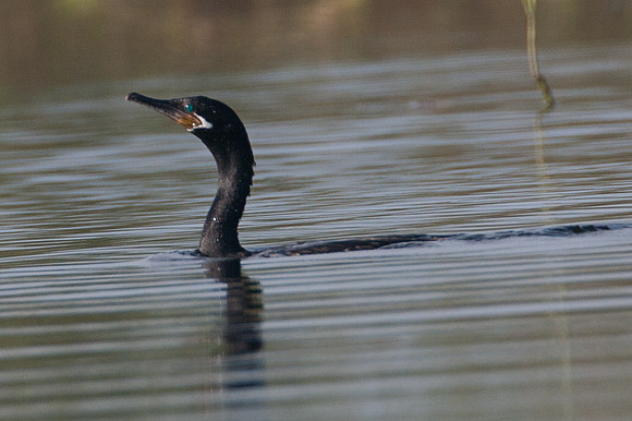 Neotropic Cormorant (Phalacrocorax brasilianus)