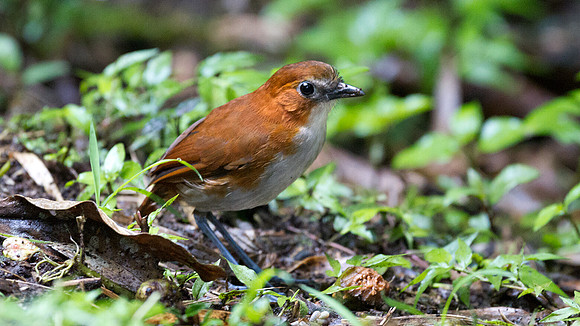 White-bellied Antpitta (Grallaria hypoleuca)