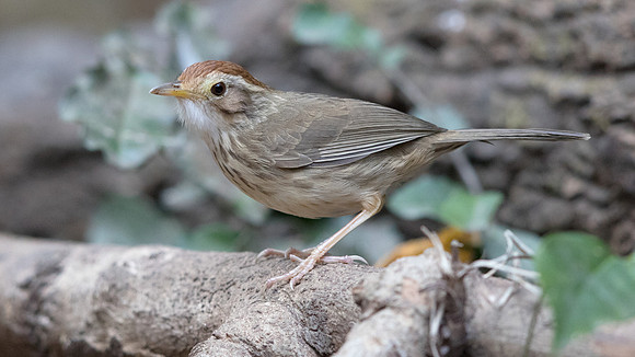 Puff-throated babbler  (Pellorneum ruficeps)
