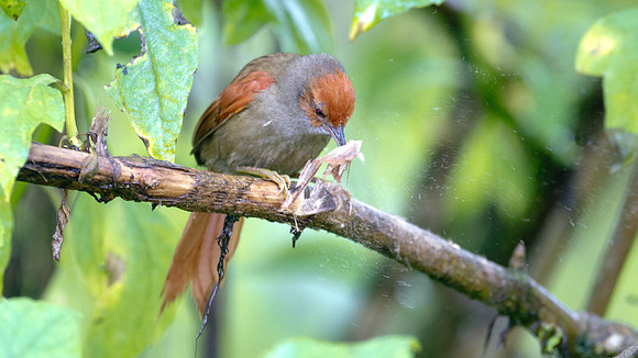 Red-faced Spinetail (Cranioleuca erythrops)