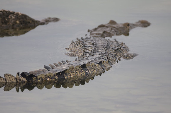 Alligator