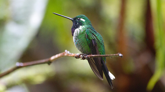 Purple-bibbed Whitetip (Urosticte benjamini)