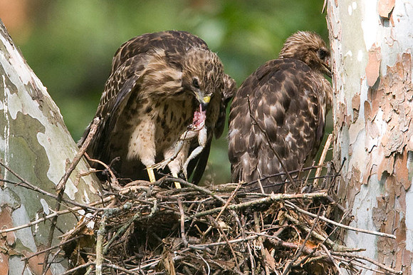 Red-shouldered Hawk (Buteo lineatus) juvenile