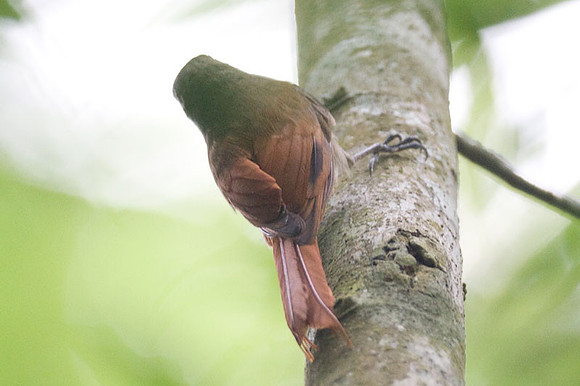 Olivaceous Woodcreeper (Sittasomus griseicapillus)