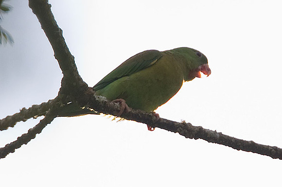 Orange-chinned Parakeet (Brotogeris jugularis) also known as Tovi Parakeet