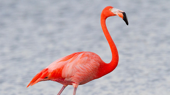 American Flamingo (Phoenicopterus ruber)