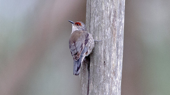 Red-browed treecreeper (Climacteris erythrops)