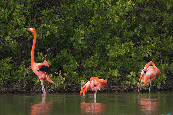 Greater Flamingo (Phoenicopterus roseus)
