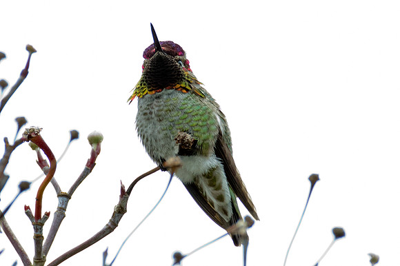 Anna's Hummingbird (Calypte anna)