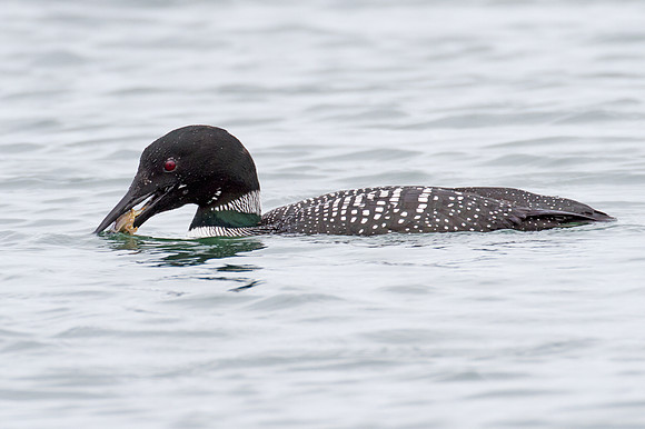 Great Northern Loon (Gavia immer) also known as Common Loon or Great Northern Diver